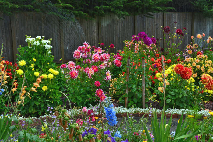 Spring bulb planting guide 6 bulbs to plant in spring